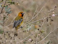 Streak-backed Oriole - Icterus pustulatus