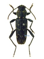 줄하늘소 - Xylotrechus rusticus