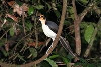 White-necked Picathartes