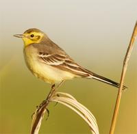 Citrine Wagtail
