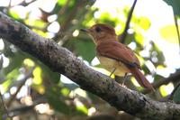 Rufous  casiornis