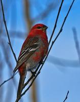 Pine Grosbeak - Male