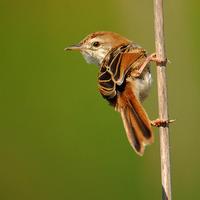 Levaillant's Cisticola