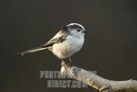 Long tailed tit , Aegithalos caudatus stock photo