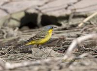 Yellow wagtail macronyx/plexa C20D 02177.jpg