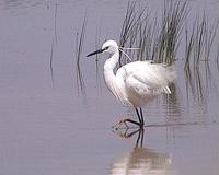 Volavka stribrita (Egretta garzetta)