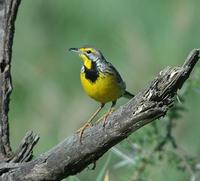 Yellow-throated Longclaw p.302