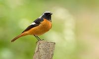 Daurian Redstart