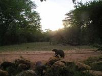 Banded mongoose