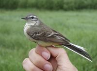 Yellow Wagtail (Motacilla flava)