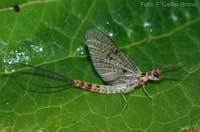 Mayfly