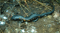 : Bolitoglossa franklini nigroflavescens