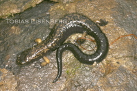 : Bolitoglossa pesrubra
