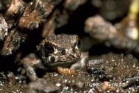 : Bufo canorus; Yosemite Toad