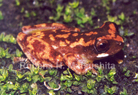 : Dendropsophus werneri