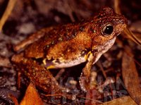 : Litoria peronii; Peron's Tree Frog