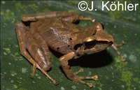 : Pristimantis danae