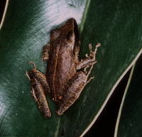 : Pristimantis gutturalis