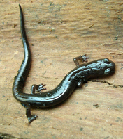 : Pseudoeurycea rex