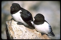 : Alle alle; Little Auk, Dovekie