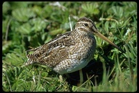 : Gallinago magellanica; Magellan Snipe