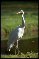 : Grus rubicunda; Australian Crane, Brolga