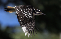 : Picoides villosus; Hairy Woodpecker
