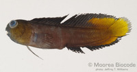 : Enchelyurus ater