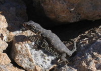 : Cordylus polyzonus; African Spiny-tailed Lizard