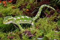 : Naultinus gemmeus; New Zealand Jewelled Gecko