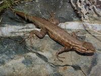 : Sceloporus graciosus graciosus; Northern Sagebrush Lizard