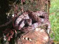 : Sibon nebulata; Snail Eating Snake