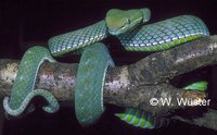 : Viridovipera vogeli; Vogel's Pitviper