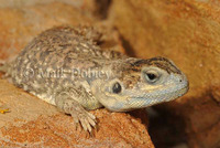 : Xenagama taylori; Shield-tailed Agama