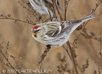 hoary redpoll - Carduelis hornemanni