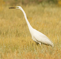 Great Egret