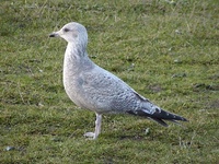 Thayer's Gull, Larus thayeri