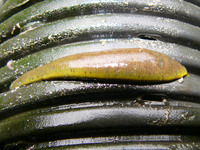 Haemopis sanguisuga