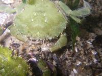 Carcinus maenas - Green Crab