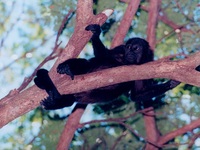 Aloatta caraya