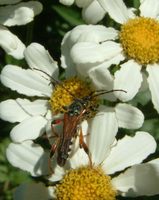 Stenopterus rufus rufus var. geniculatus