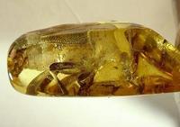Paracorymbia antiqua