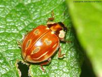 Myzia oblongoguttata - Striped Ladybird