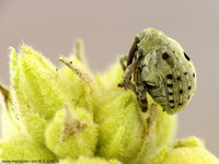 Cionus olivieri