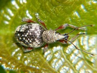 Otiorhynchus lepidopterus