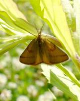 Lythria cruentaria