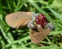 Maculinea nausithous - Dusky Large Blue