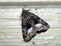 Protodeltote pygarga - Marbled White Spot