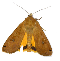 Noctua orbona - Lunar Yellow Underwing