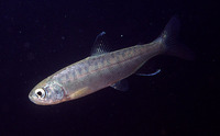 Oncorhynchus kisutch, Coho salmon: fisheries, aquaculture, gamefish